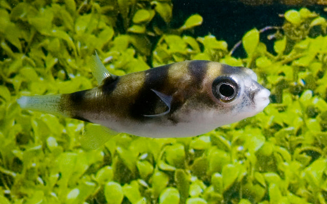 Assel-Kugelfisch (Colomesus asellus)