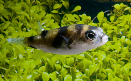 Assel-Kugelfisch (Colomesus asellus)