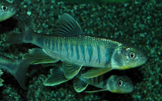 Drachenfisch Wildfang – Opsariichthys platypus M 6–8 cm | Seltene, elegante Barbenart aus Ostasien