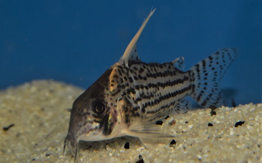 Panzerwels Super Schwartzi Highfin – Corydoras schwartzi Highfin | Edler Wildfang mit hoher Rückenflosse & elegantem Muster