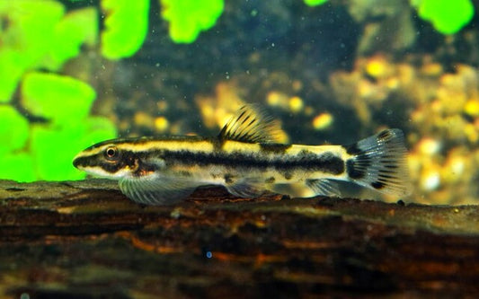 Yaoshania pachychilus “Type B” – Seltener Flossensauger-Wildfang mit intensiver Zeichnung