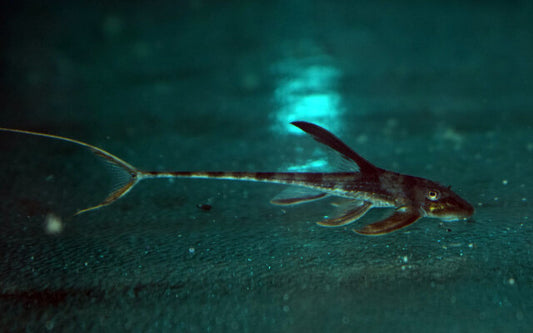 Lamontichthys llanero – Eleganter Störwels aus Kolumbien | Seltener Wildfang & Strömungsliebhaber