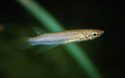 Guinea Hechtling Kindia – Epiplatys sp. Kindia | Seltener Wildfang mit goldener Musterung aus Guinea
