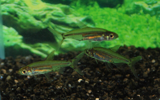 Adonissalmler Wildfang – Lepidarchus adonis M 1,5–2 cm | Winzige Rarität aus Westafrika