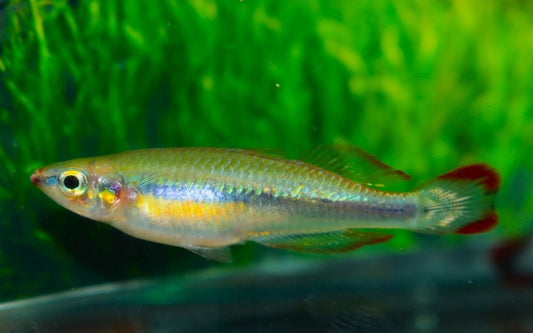Rotschwanz-Ährenfisch – Bedotia geayi | Friedlicher Schwarmfisch mit silbrigem Körper & leuchtend rotem Schwanz
