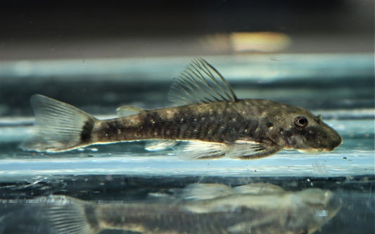 Dwarf Pleco cearensis – Parotocinclus cearensis | Winziger Wildfang & effektiver Algenfresser