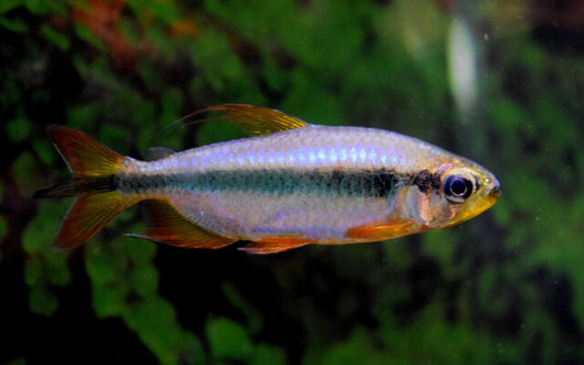 Roter Kongosalmler Wildfang – Alestopetersius brichardi Red L 5–6 cm | Seltener Afrikafisch