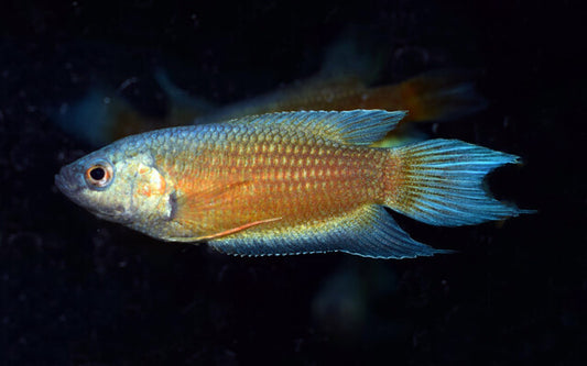 Blauer Makropode – Macropodus opercularis Blue Fin Red | Farbintensive Zuchtform mit leuchtend roten Flossen