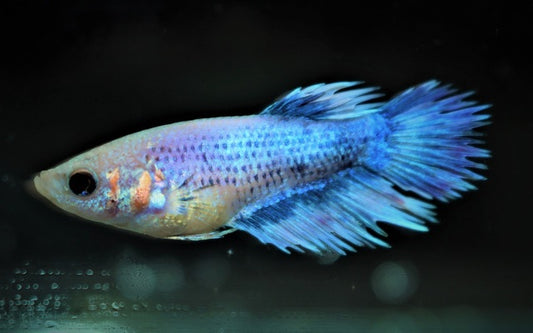 Kampffisch Crowntail Weibchen – Betta sp. | Elegante Zuchtform mit fein gezackten Flossen und lebhaftem Charakter