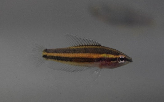 Prachtgurami Sentang – Parosphromenus sp. Sentang | Seltener Wildfang mit intensiver Färbung und elegantem Balzverhalten