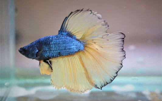 Kampffisch Halfmoon Mustard – Betta sp. | Edle Zuchtform mit gelben Flossen und dunklem Körper