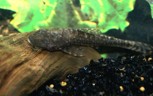 Riesen-Otocinclus – Hypoptopoma gulare | Seltener Wildfang & friedlicher Algenfresser