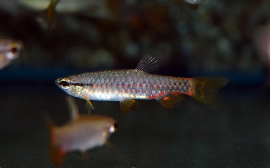 Gescheckter Schuppenflecksalmler Wildfang – Pyrrhulina brevis L 5–6 cm | Seltene Südamerika-Rarität