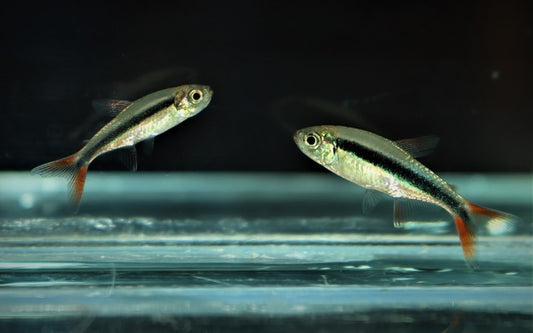 Rotflossen-Schrägschwimmer – Thayeria sp. Rio Teles Pires M 2–2,5 cm | Seltener Schwarmfisch
