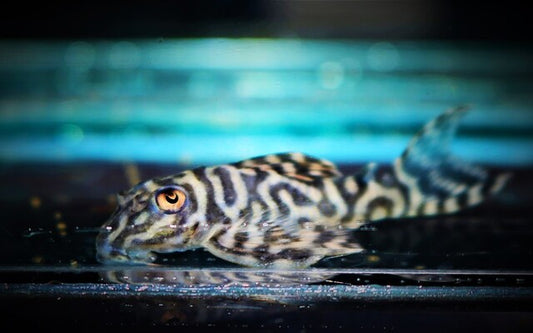 L333 Maze Zebra Pleco – Hypancistrus sp. | Seltener L-Wels mit kontrastreichem Muster