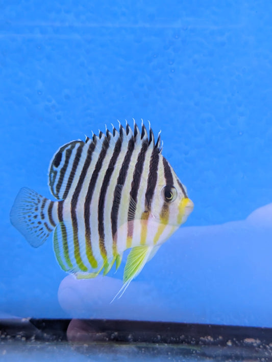 Paracentropyge multifasciata - Zebra Zwergkaiserfisch