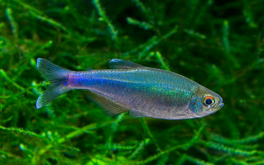 Blauer Perusalmler – Boehlkea fredcochui M 3–4 cm | Leuchtender Schwarmfisch