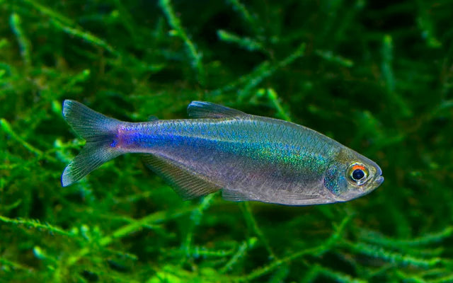 Blauer Perusalmler (Boehlkea fredcochui) – Sparset 10 Stück