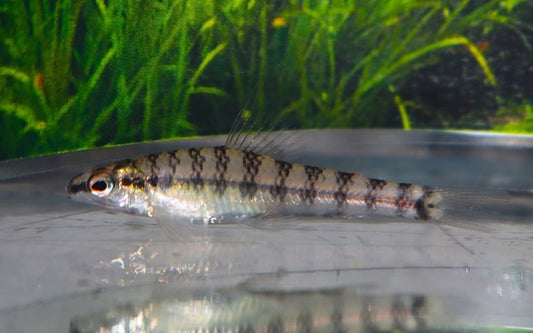Bodensalmler – Characidium sp. Peru M 3–4 cm | Seltener Bodenbewohner aus Südamerika