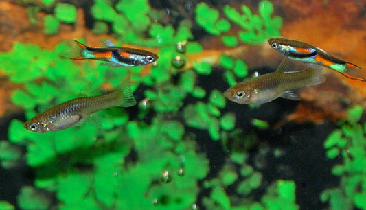 Endler Guppy – Poecilia wingei M/W 1–1,5 cm | Naturform mit leuchtenden Farben und aktivem Verhalten