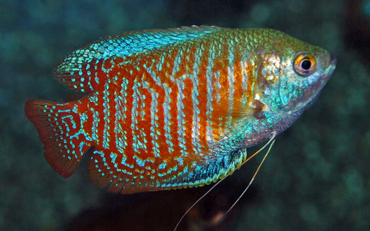 Zwergfadenfisch – Trichogaster lalius | Friedlicher Labyrinthfisch mit schillernden Farben und elegantem Verhalten
