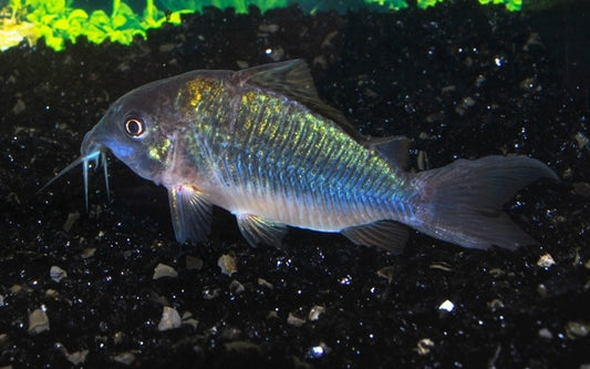 Smaragdpanzerwels – Corydoras splendens | Glänzender Bodenfisch mit metallisch grüner Färbung & friedlichem Wesen