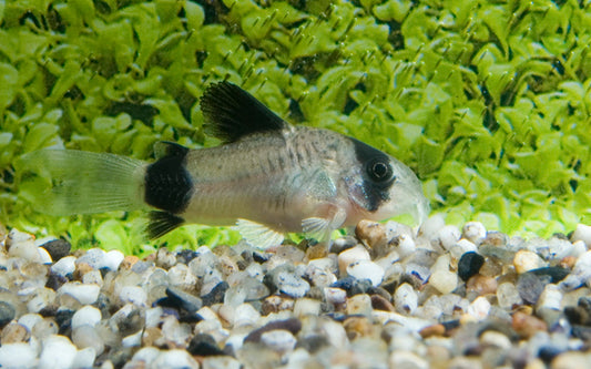 Panda-Panzerwels – Corydoras panda | Wildfang mit markanter Schwarz-Weiß-Zeichnung & friedlichem Schwarmverhalten