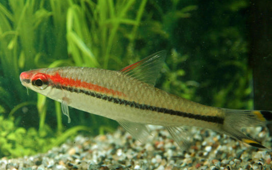 Rotstreifenbarbe Wildfang – Sahyadria denisonii M/L 6–7 cm | Prächtige Denisonbarbe aus Südindien