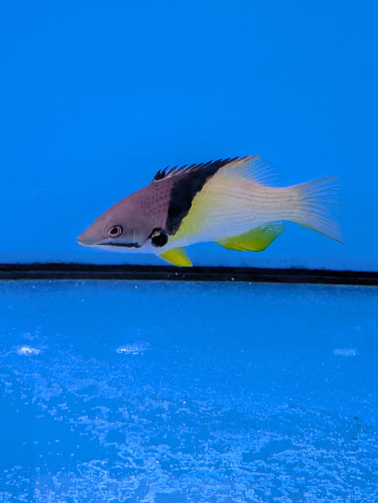 Bodianus axillaris - Achselfleck-Schweinslippfisch