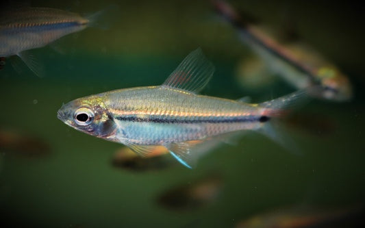 Afrikanischer Einstreifsalmler Wildfang – Nannaethiops unitaeniatus M 3–4 cm | Eleganter Schwarmfisch