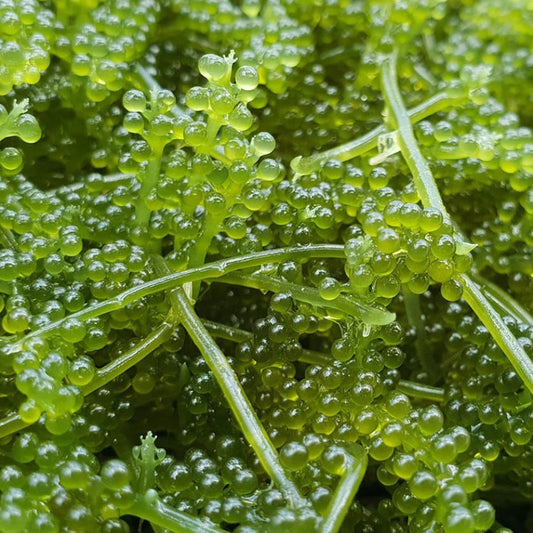 Meerestraube (Caulerpa racemosa)