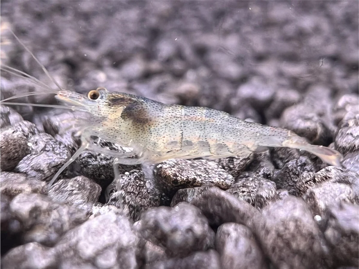 Algen Garnele (Neocaridina davidi) – effektiver Algenfresser und pflegeleichte Zwerggarnele für Süßwasseraquarien, jetzt online kaufen.
