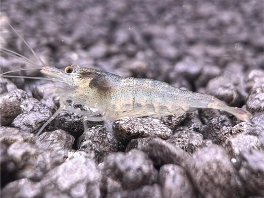 Algen Garnele (Neocaridina davidi) – effektiver Algenfresser und pflegeleichte Zwerggarnele für Süßwasseraquarien, jetzt online kaufen.