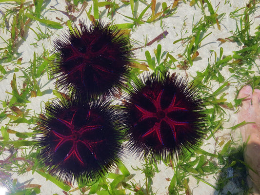 Astropyga radiata bunter Diademseeigel