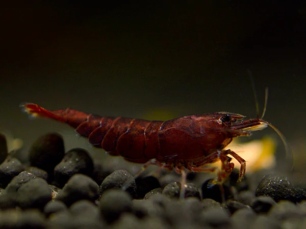 Chocolate Sakura Garnele - Neocaridina davidi