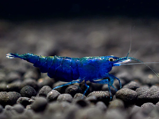 Topas Blue Garnele - Neocaridina davidi