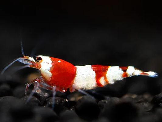 Crevette rouge - Caridina logemanni