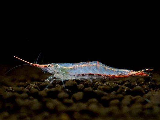 Crevettes Pinocchio - Caridina gracilirostris