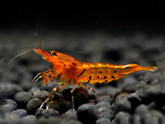 Orange Tiger Shrimp - Caridina serrata