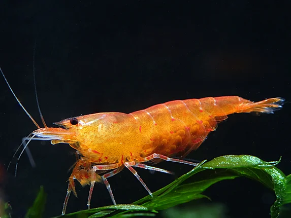 Orange Tiger Shrimp - Caridina serrata