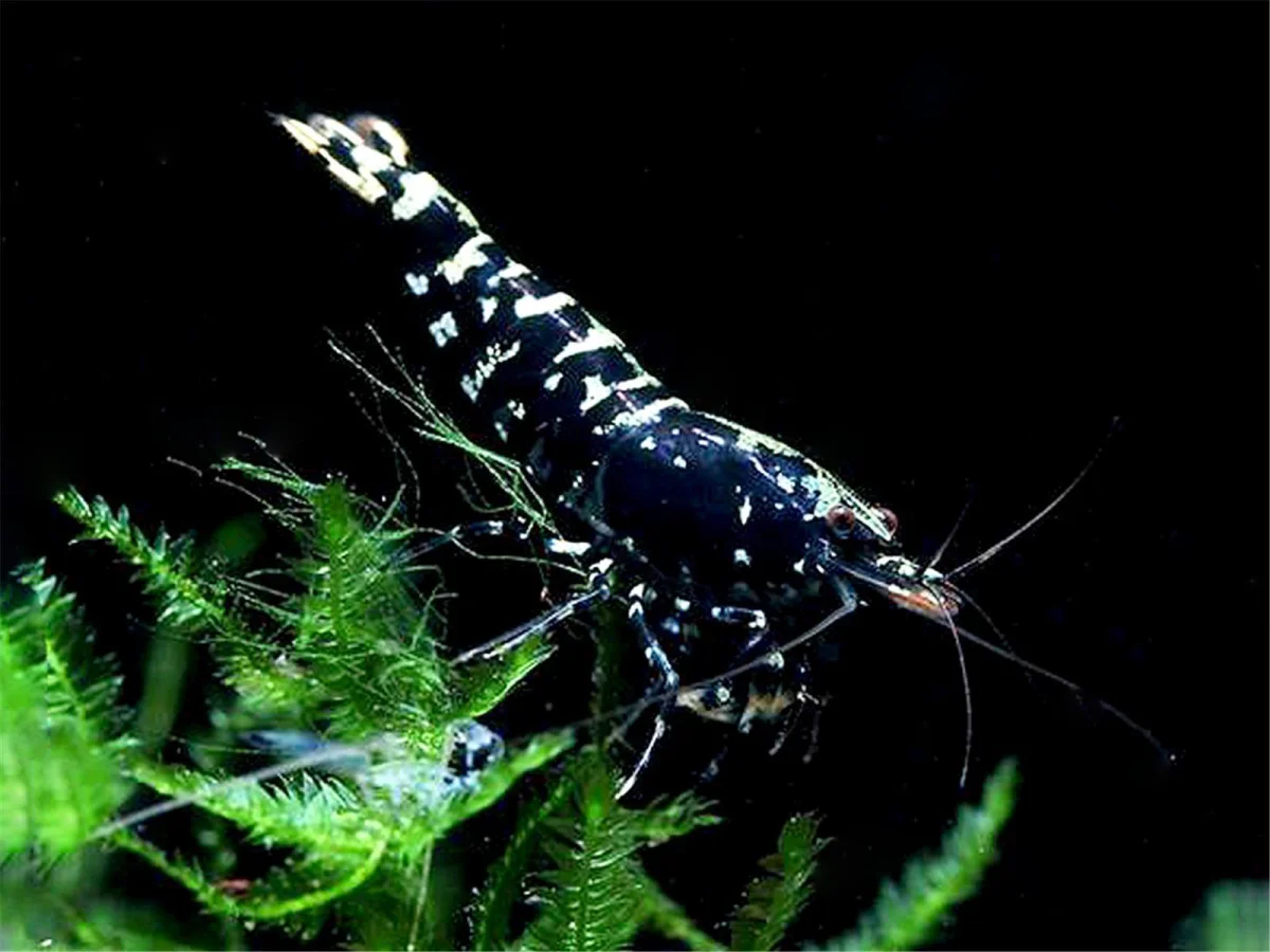 Black Taiwan Bee Garnele - Caridina cantonensis