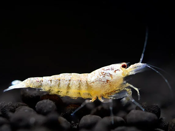 Snow White Bee Shrimp - Caridina logemanni