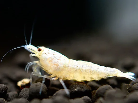 Snow White Bee Shrimp - Caridina logemanni