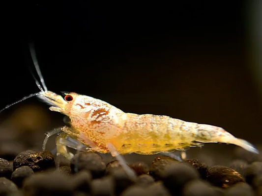 Snow White Bee Garnele - Caridina logemanni