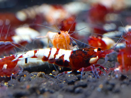 Crevette abeille rouge de Taiwan - Caridina cantonensis
