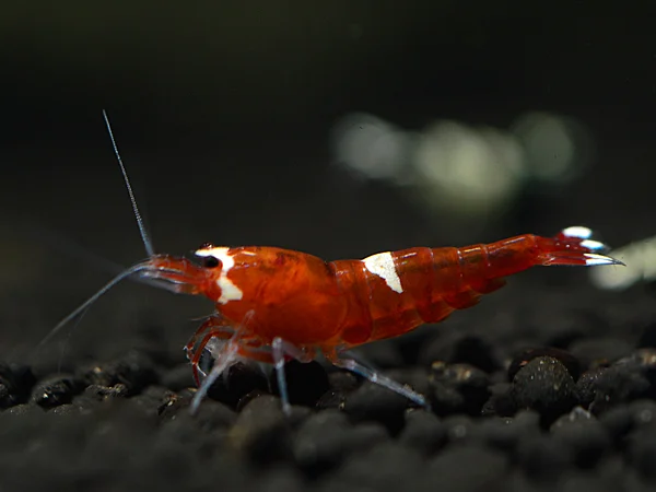 Red Taiwan Bee Shrimp - Caridina cantonensis