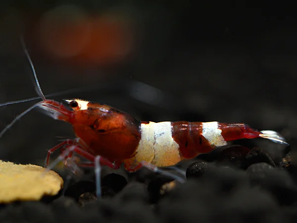 Red Taiwan Bee Shrimp - Caridina cantonensis