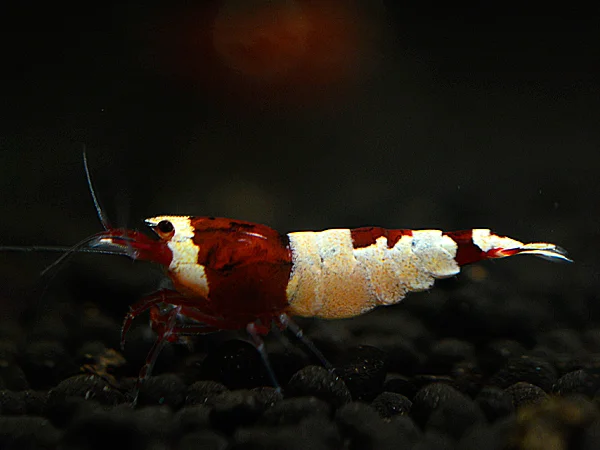 Red Taiwan Bee Shrimp - Caridina cantonensis