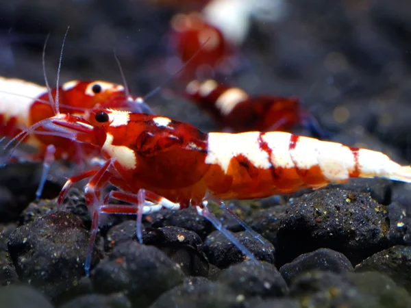 Red Taiwan Bee Shrimp - Caridina cantonensis