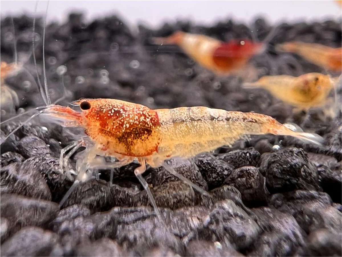 Red Taiwan Bee Shrimp - Caridina cantonensis